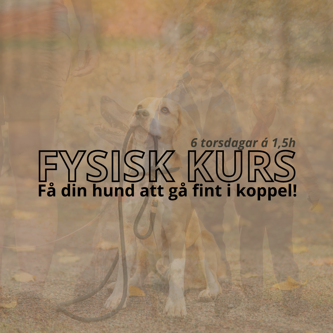 Lär din hund gå fint i koppel
