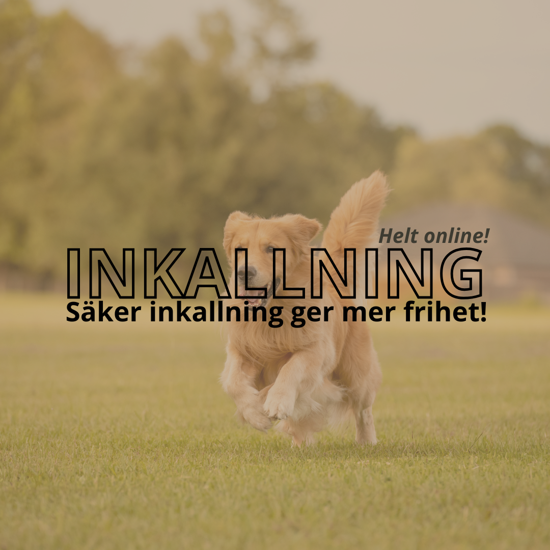 Inkallningsakuten