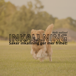 Inkallningsakuten