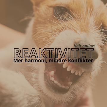 Från reaktiv till responsiv
