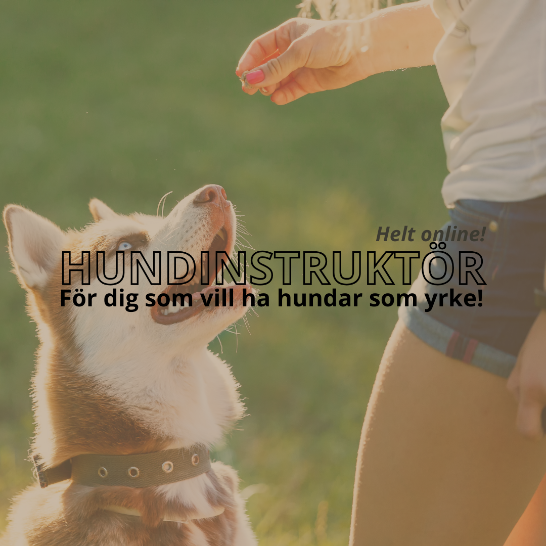 Hundinstruktör