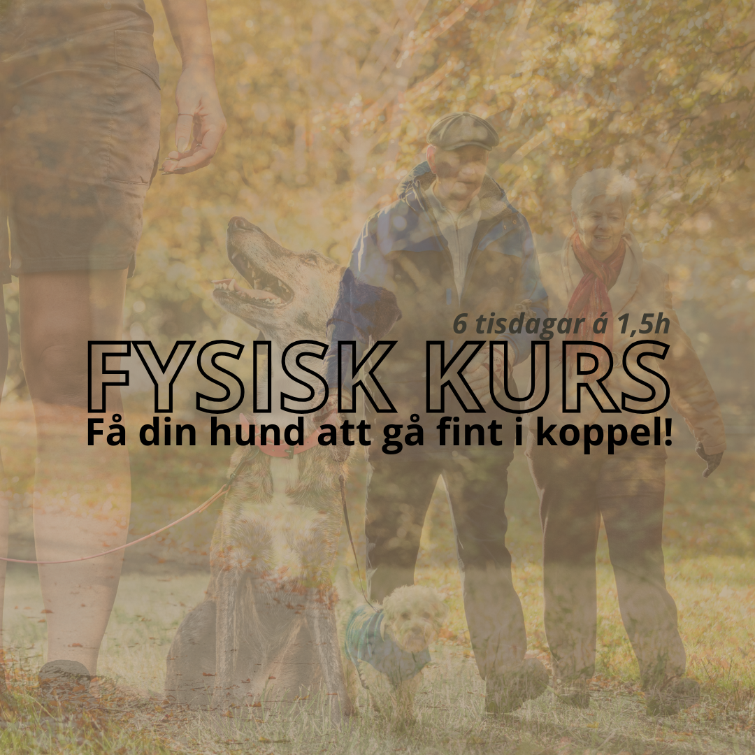 Lär din hund gå fint i koppel
